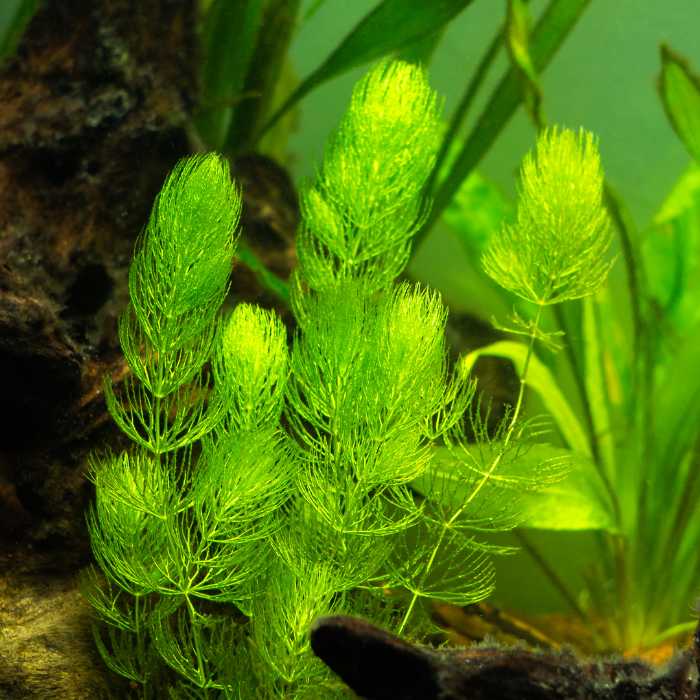 Décoration pour aquarium plante bambou flexible