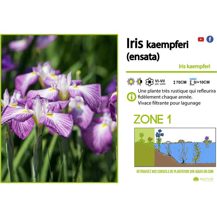 Aquiflor | Iris Kaempfery (Ensata) - Iris mauve/blanc - 3 godets