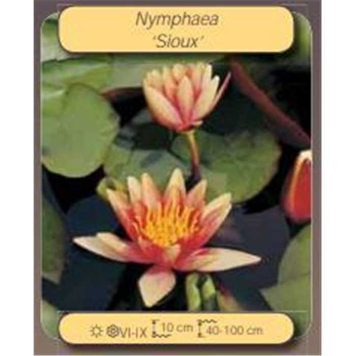 NYMPHAEA - NENUPHAR BLANC - 3L - RHIZOME