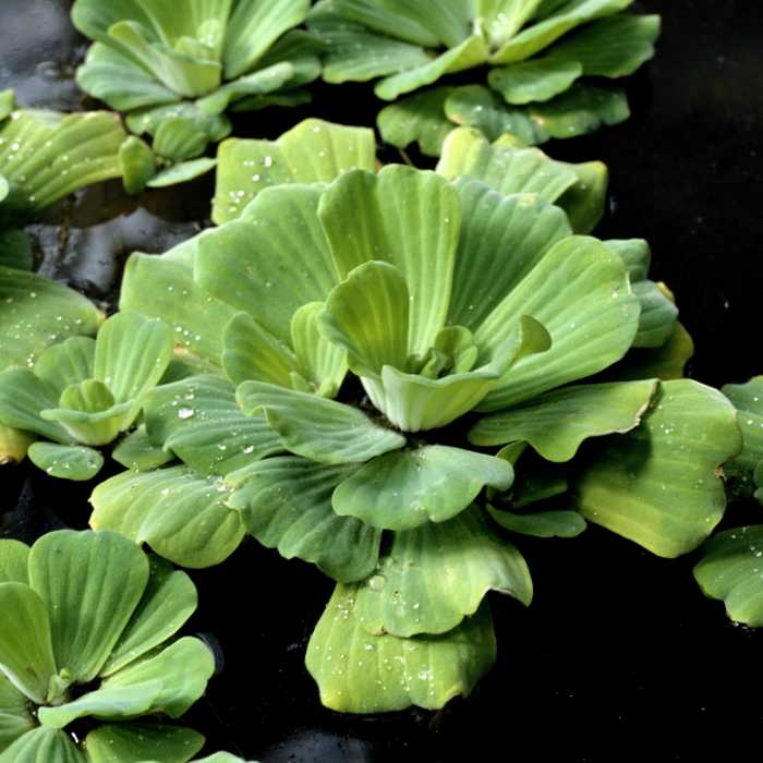 Algues qui bullent mais pas les plantes  - Page 2 Pistia-stratiotes-laitue-d-eau-1